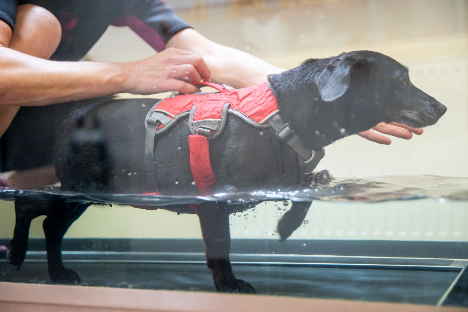 Hydrotherapy image