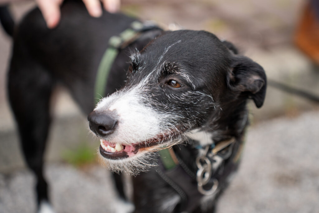 Rutland House Veterinary Hospital (Web) 047