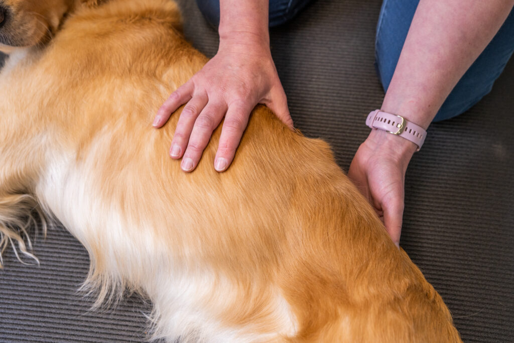 Tay Valley Vets (Web) 101